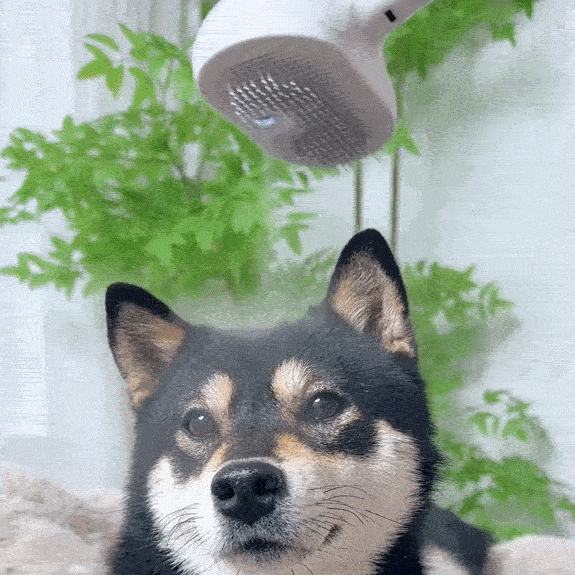 Perie cu Aburi pentru Blăniță